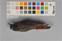 藏品(鉛色水鶇)的圖片